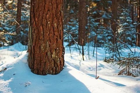 Winter forest 스톡 사진