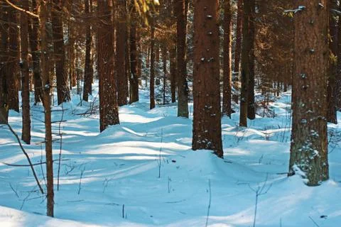 Winter forest 스톡 사진