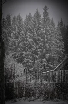 Winter forest Stock Photos