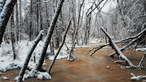 Winter in the forest 스톡 사진