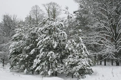 Winter forest Stock Photos