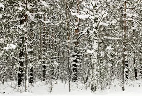 Winter forest Stock Photos