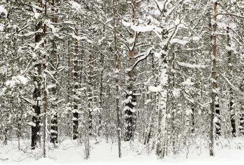 Winter forest Stock Photos