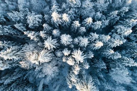 Winter forest Foto stock