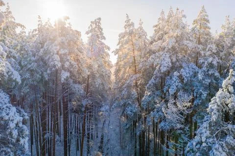 Winter forest Foto stock