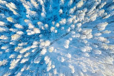 Winter forest Stock Photos