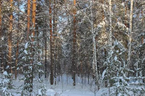 Winter forest Stock Photos