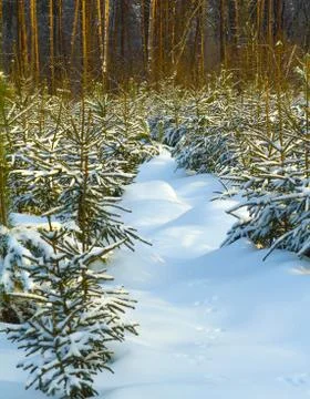 Winter forest. Stock Photos