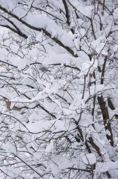 Winter Forest Stock Photos