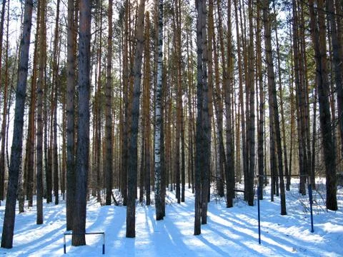 Winter forest Stock Photos