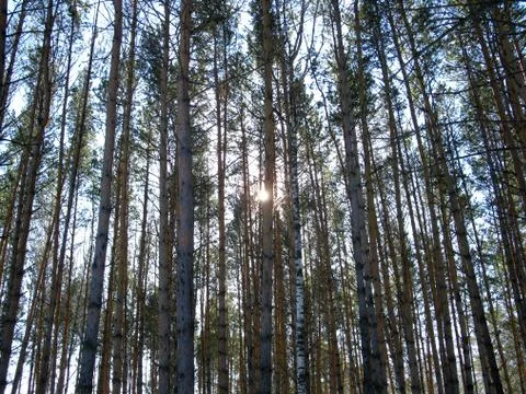 Winter forest Stock Photos