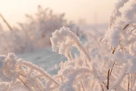 Winter forest Stock Photos