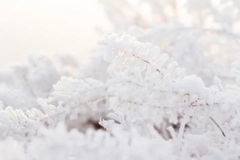 Winter forest Stock Photos