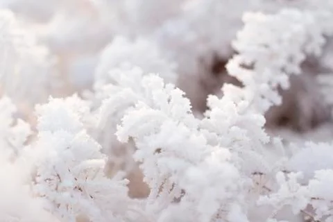 Winter forest Stock Photos