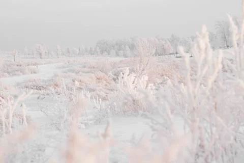 Winter forest Stock Photos