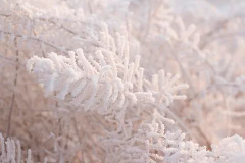 Winter forest Foto stock