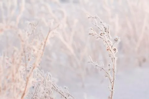 Winter forest Foto stock