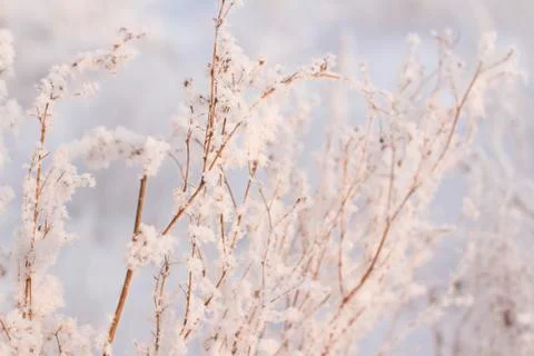 Winter forest Stock Photos