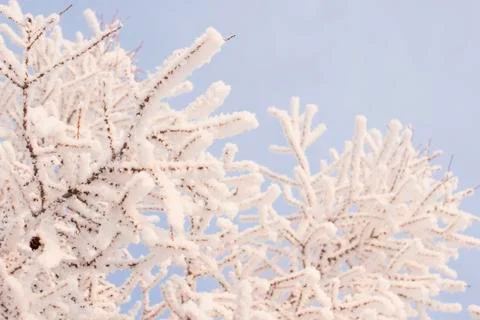 Winter forest Stock Photos