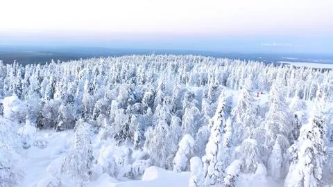 Winter forest Foto stock