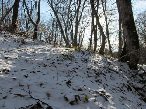 Winter forest Stock Photos