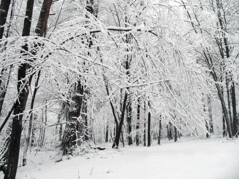 Winter in forest Stock Photos