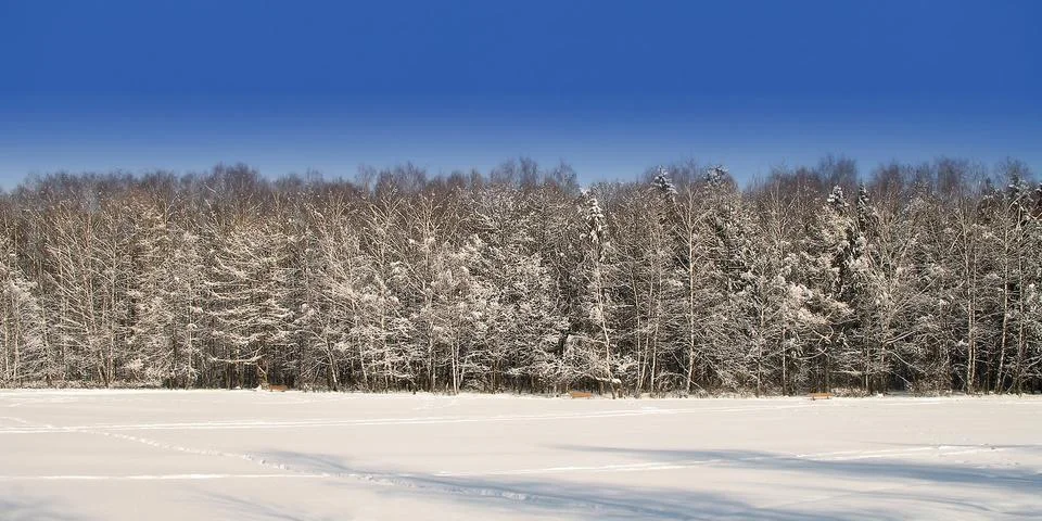 Winter forest Stock Photos