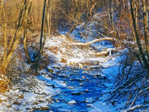 Winter in Forest Stock Photos