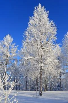 Winter forest Fotos de archivo