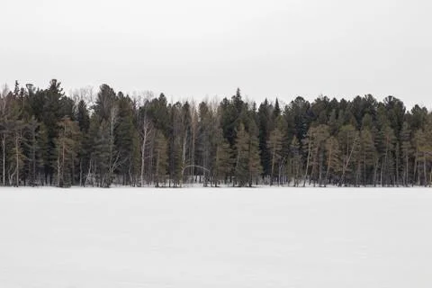 Winter forest. Stock Photos