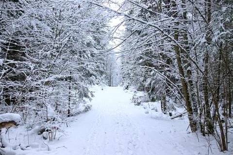 Winter forest Stock Photos