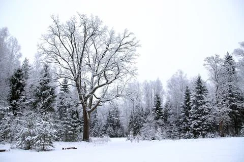 Winter forest Stock Photos