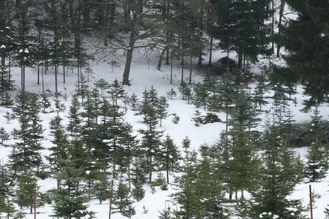 Winter forest Stock Photos