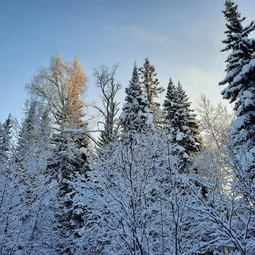 Winter forest Stock Photos