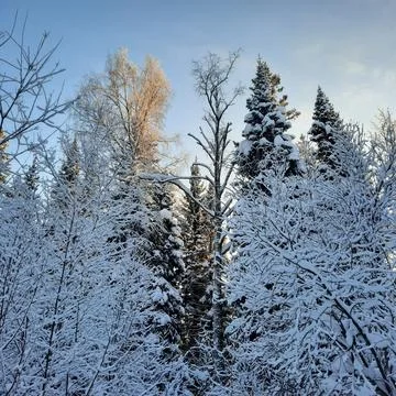 Winter forest Stock Photos