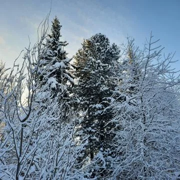 Winter forest Stock Photos