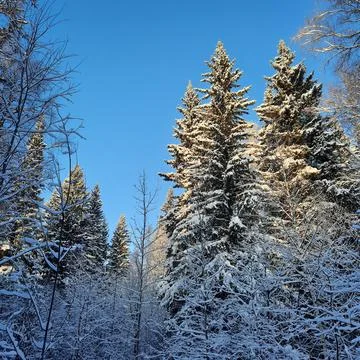 Winter forest Stock Photos