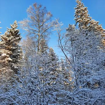 Winter forest Stock Photos