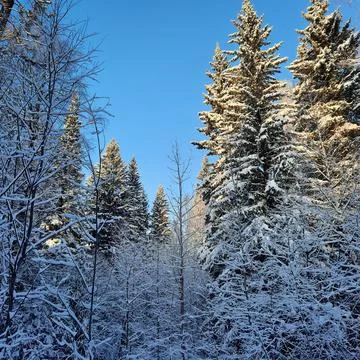 Winter forest Stock Photos