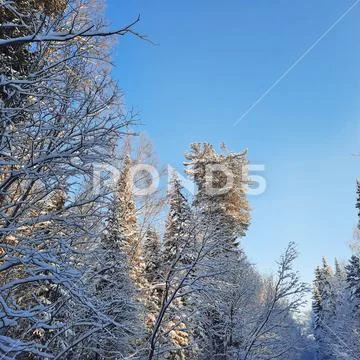 Winter forest Stock Photos