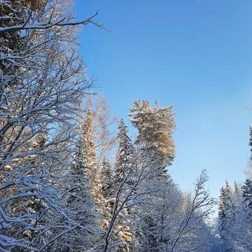 Winter forest Stock Photos