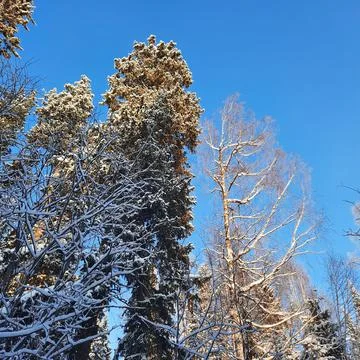 Winter forest Stock Photos