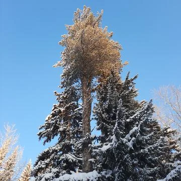 Winter forest Stock Photos