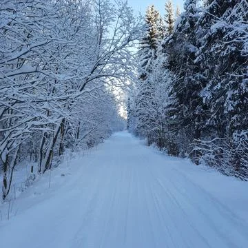Winter forest Stock Photos