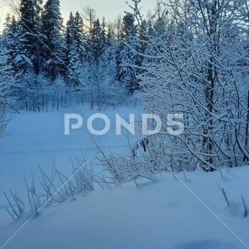 Winter forest Stock Photos