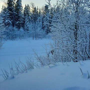 Winter forest Stock Photos