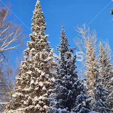 Winter forest Stock Photos