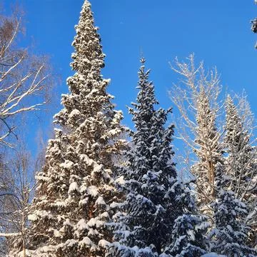 Winter forest Stock Photos