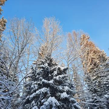 Winter forest Stock Photos