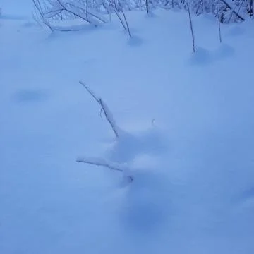 Winter forest Stock Photos